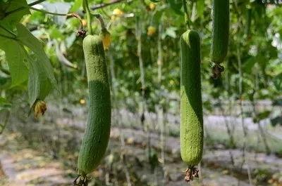 露地丝瓜种植技术视频,露地丝瓜种植技术要点解析