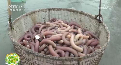 沙虫视频,沙虫视频揭秘神秘海洋生物