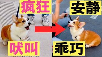 训狗视频教程,训狗视频教程全解析