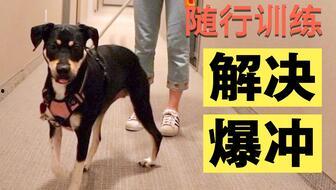 训狗视频教程,训狗视频教程全解析
