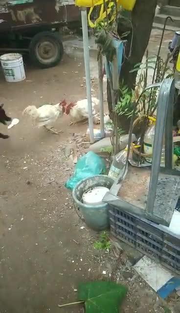 鸡打架视频,一场鸡打架的激烈对决