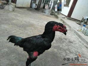 鸡打架视频,一场鸡打架的激烈对决