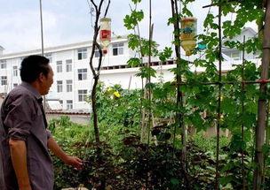 庭院葡萄管理视频,视频教程全解析