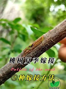 桃树嫁接视频,视频教学带你轻松掌握