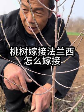 桃树嫁接视频,视频教学带你轻松掌握