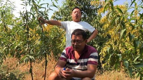 桃树嫁接视频,视频教学带你轻松掌握