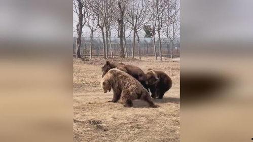 三只熊视频,森林奇遇记