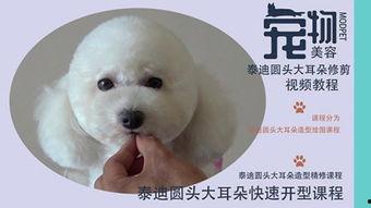 训练泰迪视频,从新手到专家的实用视频教程回顾