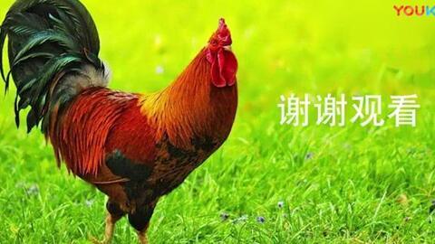 鸡搞笑视频