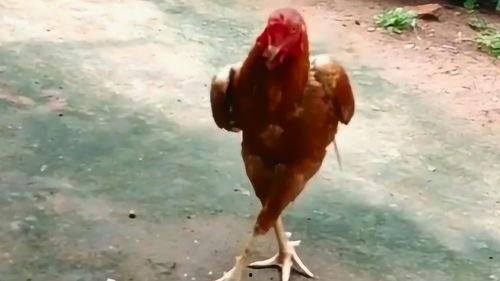 鸡搞笑视频