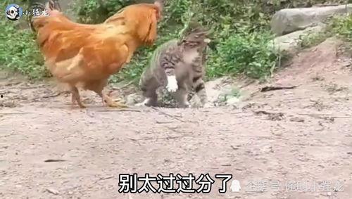 鸡搞笑视频