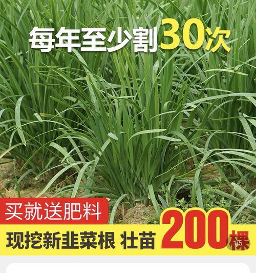 吃瓜爆料郯城,揭秘当地热点事件背后的真相