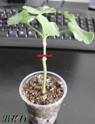 天竺葵修剪视频,视频教程带你轻松掌握