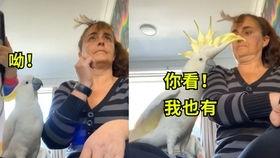 臭臭视频,揭秘网络恶搞背后的文化现象