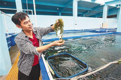 水产养殖视频,养殖技术、效益与未来展望