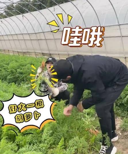 拔萝卜的视频,拔萝卜的趣味与技巧