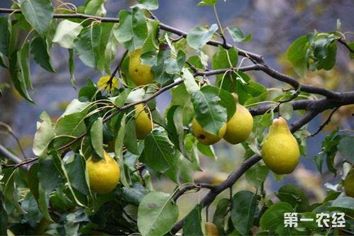 梨树芽接视频,视频教程助你轻松掌握