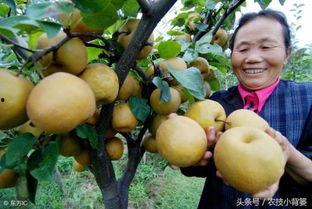 梨树芽接视频,视频教程助你轻松掌握