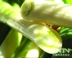 大葱视频,揭秘日常烹饪中的神奇调味佳品
