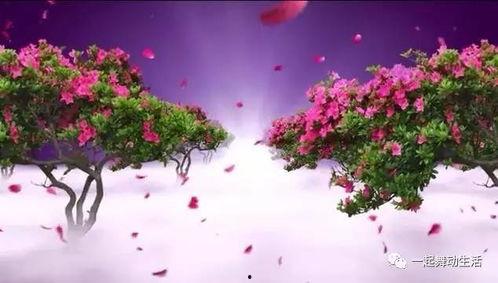 唯美视频,唯美视频中的诗意画卷