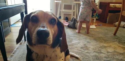 狗狗视频狗狗视频,温馨瞬间捕捉