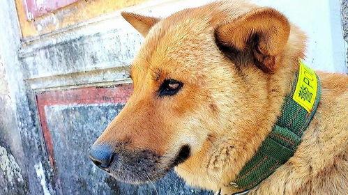 狗狗视频狗狗视频,温馨瞬间捕捉