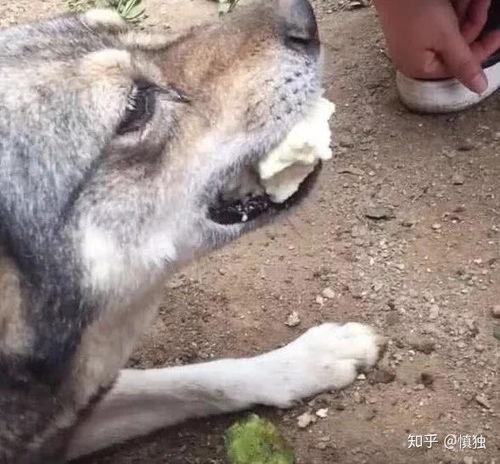 狗狗视频狗狗视频,温馨瞬间捕捉