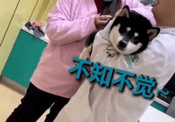 狗打针视频,温馨记录宠物健康守护时刻
