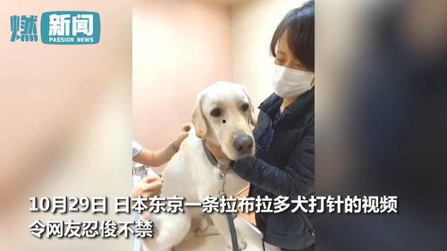 狗打针视频,温馨记录宠物健康守护时刻