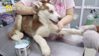 狗打针视频,温馨记录宠物健康守护时刻