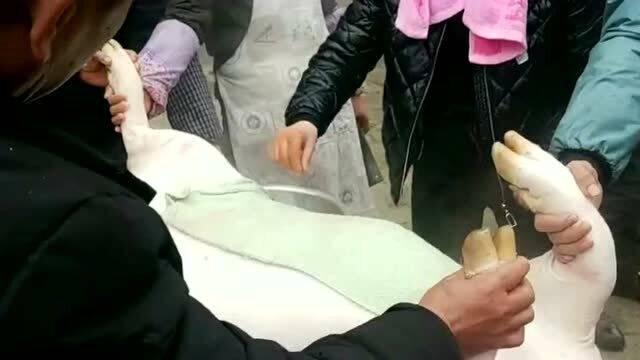 过年杀猪视频,传统杀猪盛宴，见证岁月流转
