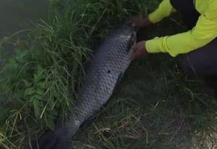 钓巨物视频,钓巨物视频背后的惊险历程