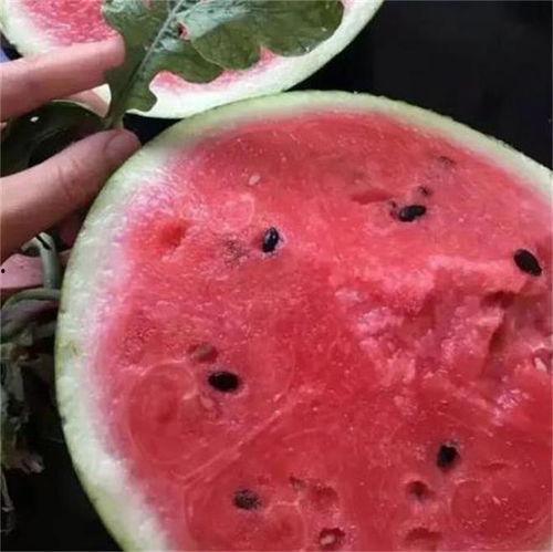 有籽麒麟瓜今日价格,今日有籽麒麟瓜价格行情一览