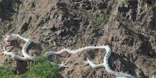 龙真实视频,揭秘神秘生物的神秘面纱