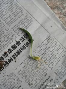 百合鳞片繁殖视频,视频教程助你轻松培育