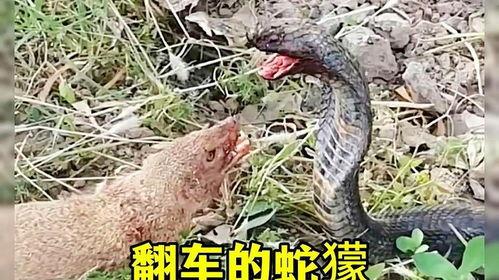 蛇獴大战眼镜蛇视频,一场惊心动魄的丛林较量
