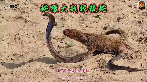 蛇獴大战眼镜蛇视频,一场惊心动魄的丛林较量