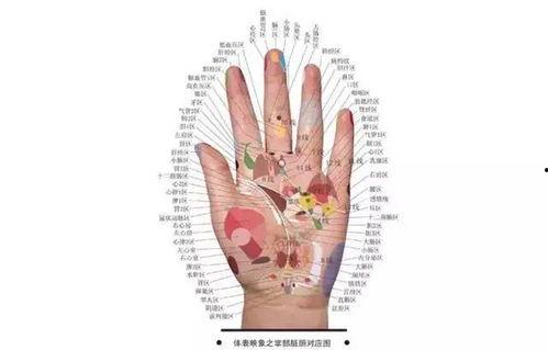 手掌视频,揭秘手掌视频的魅力与奥秘