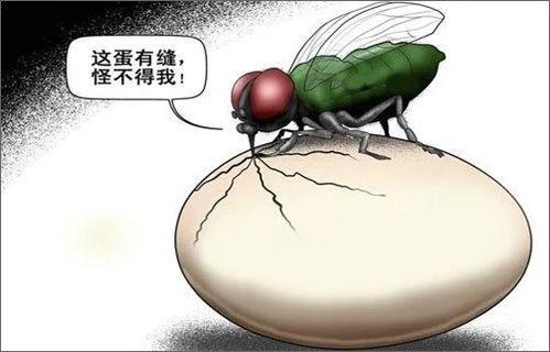 苍蝇视频,苍蝇视角下的微观世界奇观