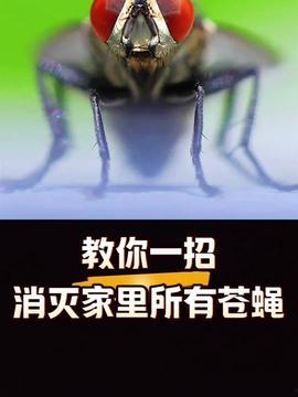 苍蝇视频,苍蝇视角下的微观世界奇观