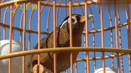 画眉鸟视频,探寻自然之美与和谐共生
