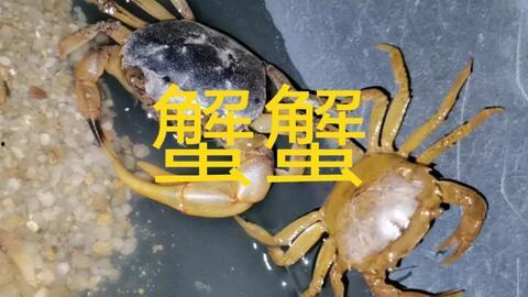 螃蟹视频,探秘海洋生物的奇妙世界