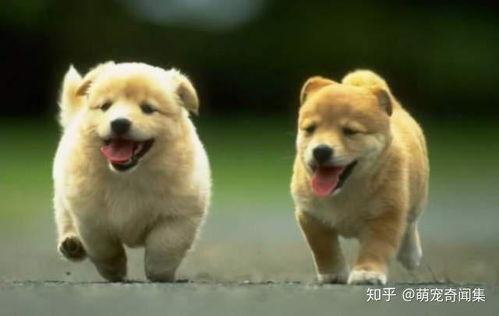 不乱吃东西视频,揭秘不乱吃东西的重要性