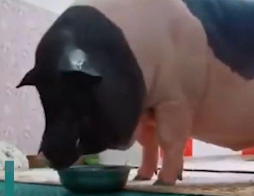 宠物猪视频,宠物猪视频带你领略萌宠魅力