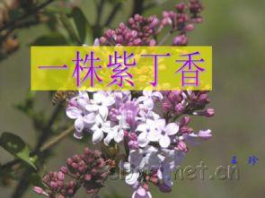 一株紫丁香朗诵视频,诗意盎然，感受文字之美
