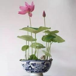 碗莲的种植方法水培视频教程,轻松掌握水培莲花养殖技巧