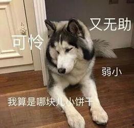 操狗视频,操狗视频中的趣味瞬间