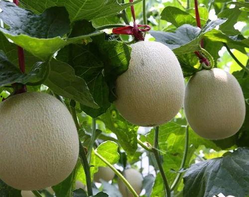 海阳网纹瓜今日价格,价格行情一览