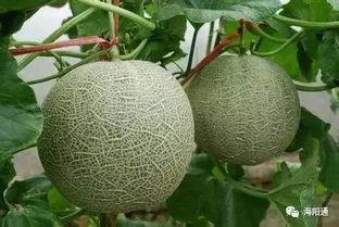 海阳网纹瓜今日价格,价格行情一览