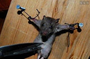 耗子视频,揭秘日常生活小技巧，轻松提升生活品质